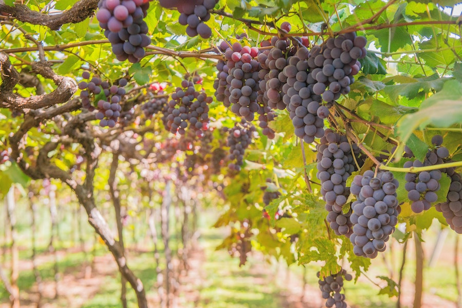 Le raisin : ses propriétés anti-âge et ses bienfaits sur la santé