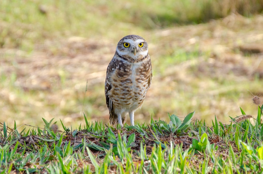 La chouette : un oiseau sacré, symbole de sagesse et d’intelligence