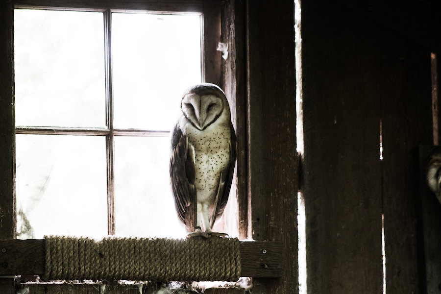 La chouette : un oiseau sacré, symbole de sagesse et d’intelligence