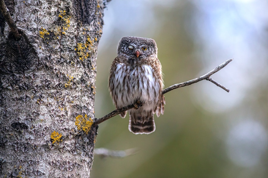 La chouette : un oiseau sacré, symbole de sagesse et d’intelligence