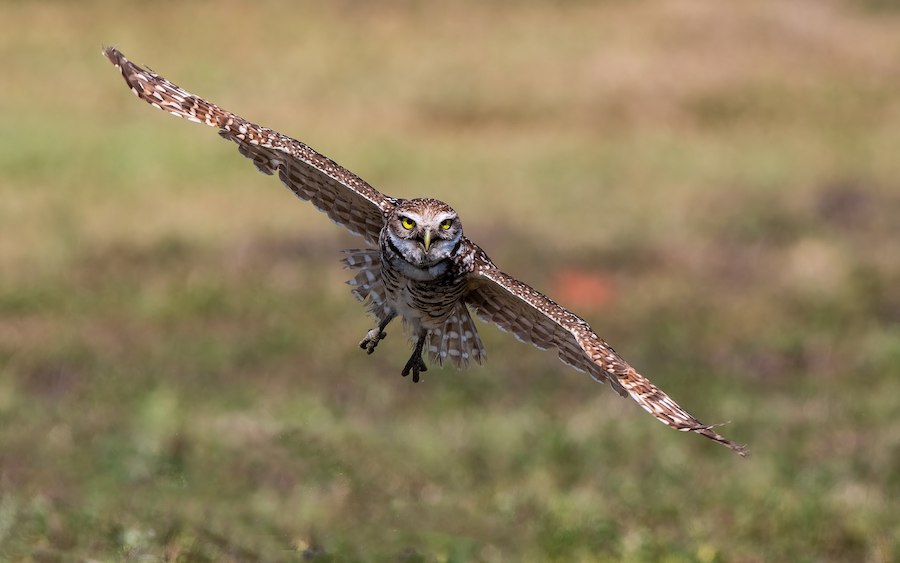 La chouette : un oiseau sacré, symbole de sagesse et d’intelligence