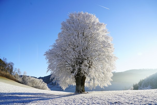 L’une des vingt-quatre périodes solaires : Lidong ou arrivée de l’hiver, c’est le début de l’hiver