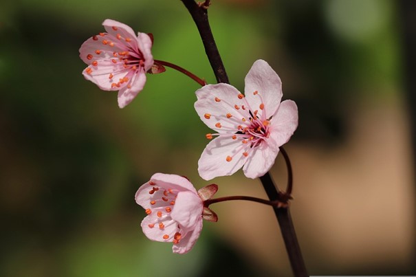 L’origine du symbole de la fleur de prunier dans la culture chinoise