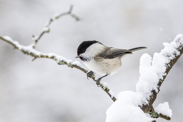 L'une des vingt-quatre périodes solaires chinoises : Xiaoxue ou Petite neige