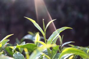 L’histoire du thé : le thé sauva Shennong, empoisonné après avoir goûté à cent herbes (2/11)