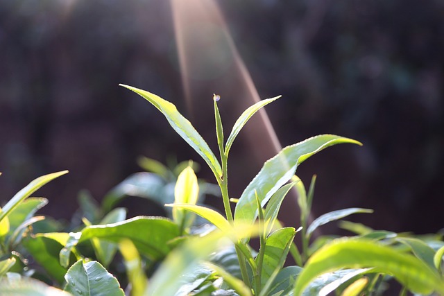 L’histoire du thé : le thé sauva Shennong, empoisonné après avoir goûté à cent herbes