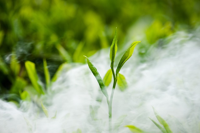 L’histoire du thé : le thé sauva Shennong, empoisonné après avoir goûté à cent herbes