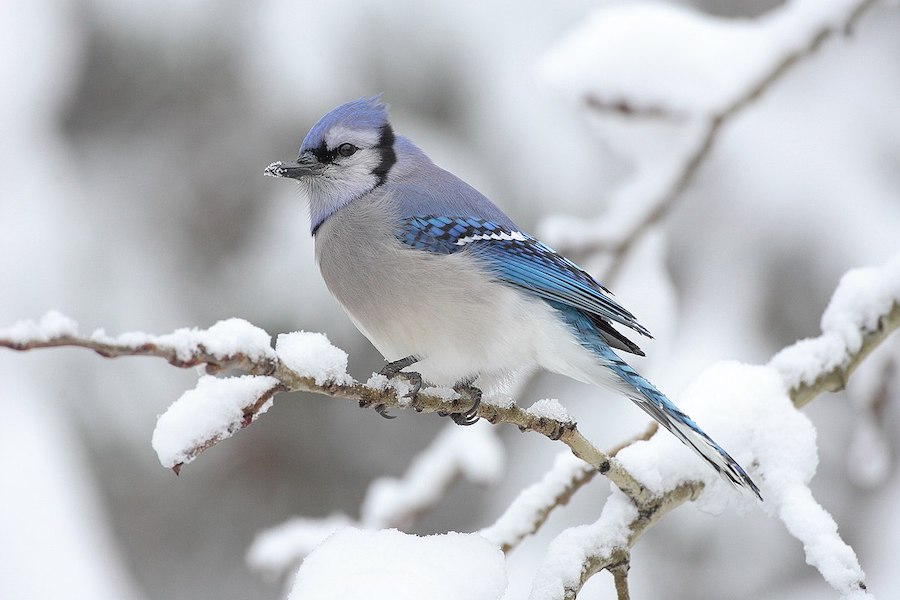 S’inspirer du beau et audacieux geai bleu d’Amérique