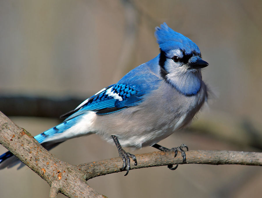 S’inspirer du beau et audacieux geai bleu d’Amérique 