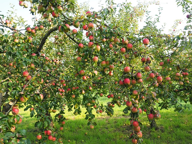 Quatre recettes aux pommes pour vous transformer en pro