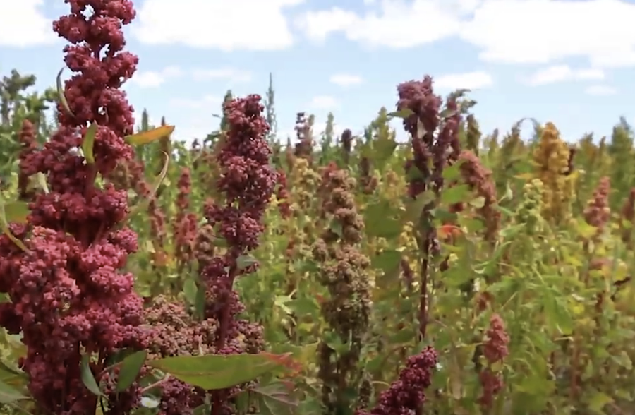 Comment cuisiner le quinoa et bénéficier des bienfaits de cette graine ancienne polyvalente et vitale