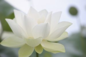 Les plantes et les épices indiennes et leurs vertus médicinales : le lotus blanc (6/7)