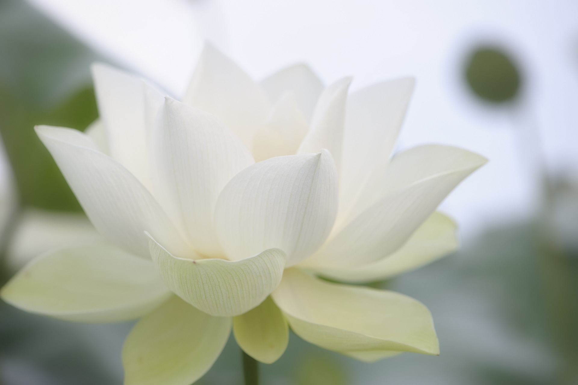 Les plantes et les épices indiennes et leurs vertus médicinales : le lotus blanc