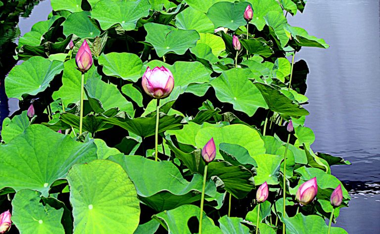 Les plantes et les épices indiennes et leurs vertus médicinales : le lotus blanc