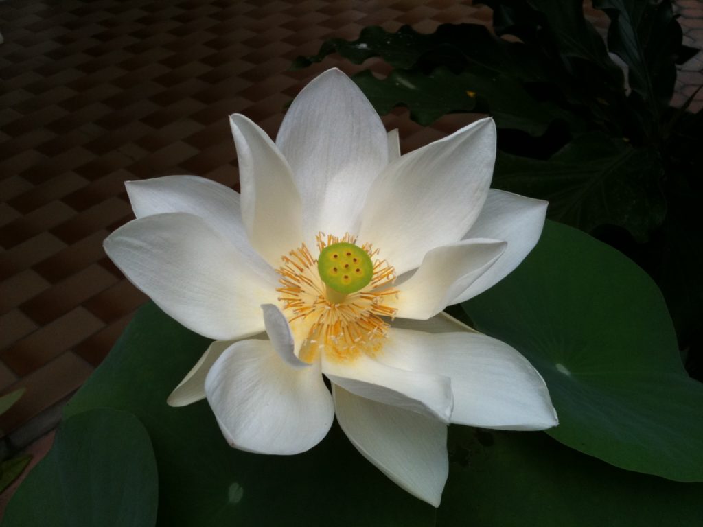 Les plantes et les épices indiennes et leurs vertus médicinales : le lotus blanc