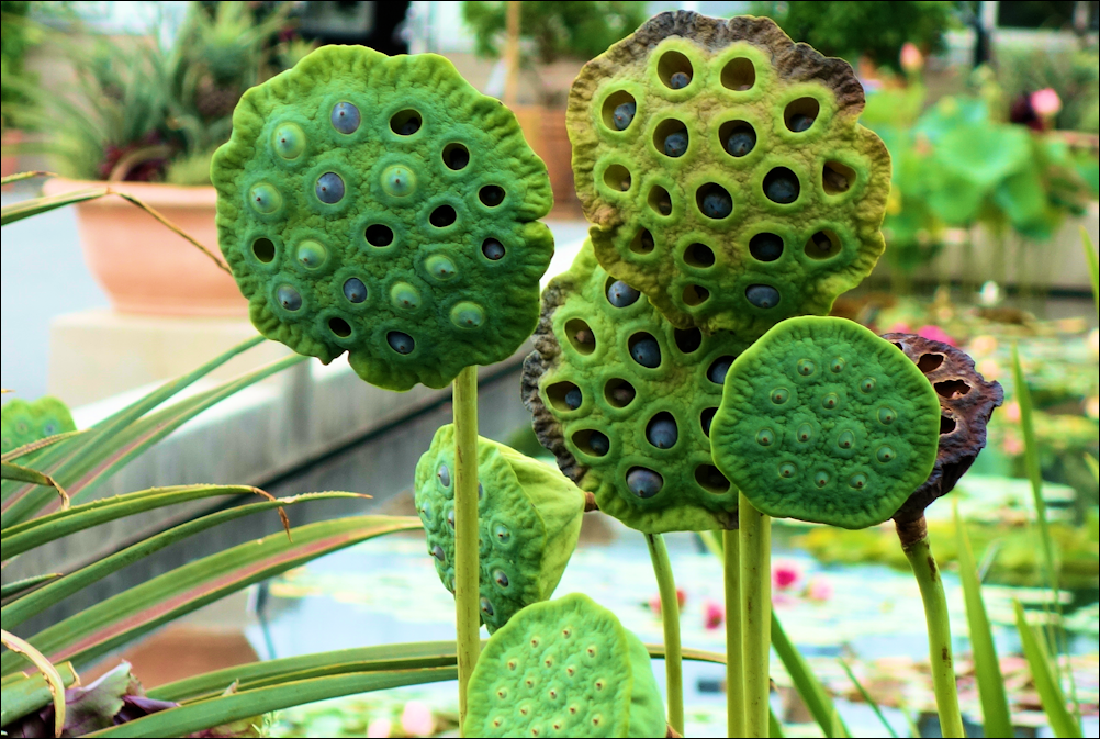 Les plantes et les épices indiennes et leurs vertus médicinales : le lotus blanc