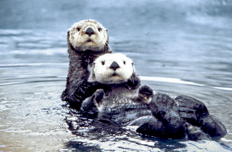 L'image de la semaine : une loutre se laisse couler sur les flots