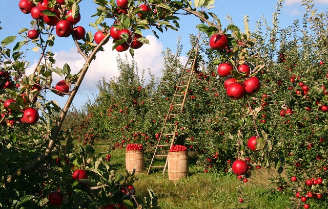 Quand le fait de choisir des pommes enseigne qu’il n’y a pas de second choix dans la vie