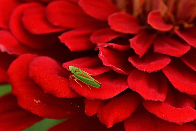 Les similitudes entre une cigale et l’esprit Zen