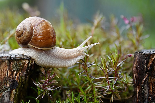 La vitesse de l’escargot et son enseignement sur la vie humaine