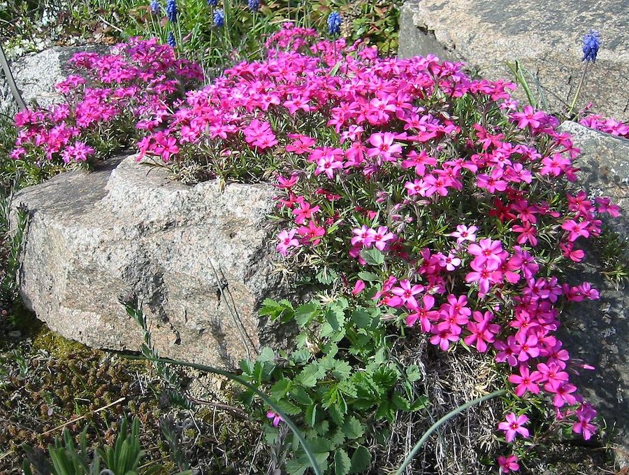 Un jardin de phlox mousse, témoignage de l’amour d’un fermier pour sa femme aveugle