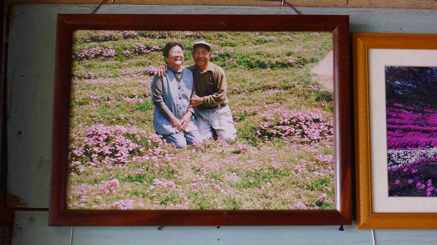 Un jardin de phlox mousse, témoignage de l’amour d’un fermier pour sa femme aveugle