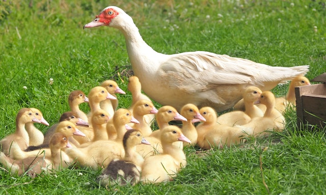 Les médias établissent un lien entre la grippe aviaire H5N1 et une possible prochaine pandémie humaine