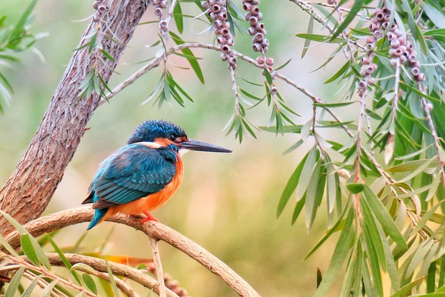 Les oiseaux recherchent la justice : le lien spirituel entre les humains et les animaux