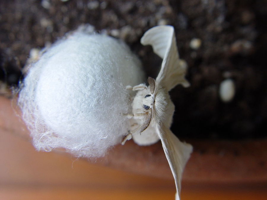 Le processus fascinant derrière la beauté des fibres naturelles : la soie