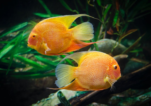 Qui aurait cru que les poissons pouvaient développer des compétences surprenantes ? Une étude montre qu’ils peuvent faire des calculs