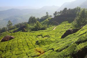 Le thé en Inde : un trésor culturel reconnu dans le monde entier