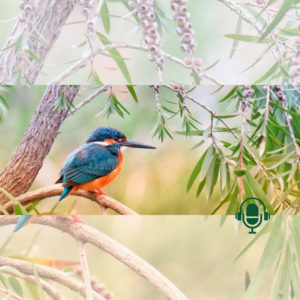 Insolite - Les oiseaux recherchent la justice : le lien spirituel entre les humains et les animaux