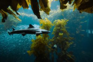 Les algues marines, une solution miracle pour sauver la planète ? 