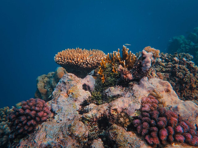 Les algues marines, une solution miracle pour sauver la planète