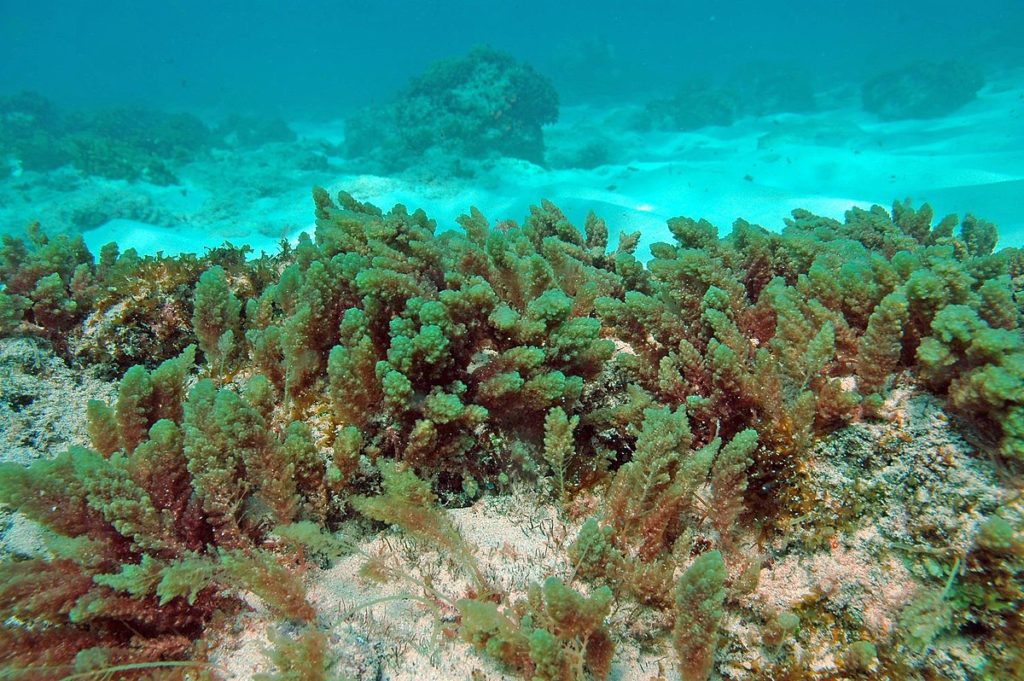Les algues marines, une solution miracle pour sauver la planète
