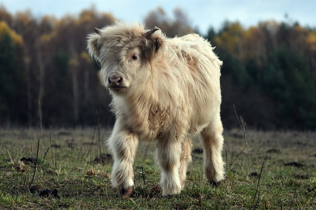 Les animaux sont des êtres sensibles et intelligents