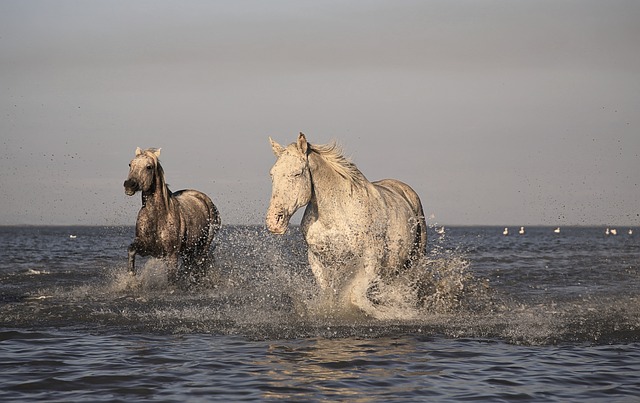 Les animaux sont des êtres sensibles et intelligents