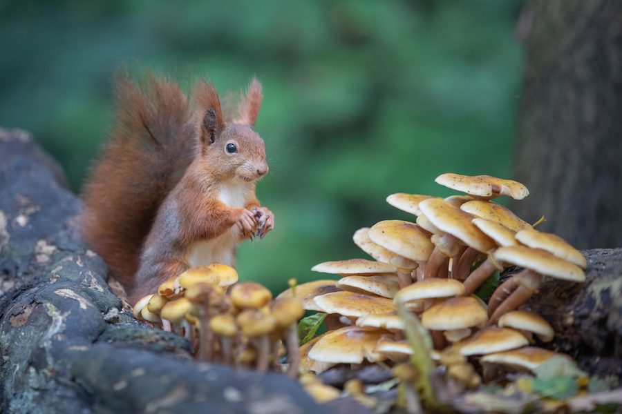 Les champignons peuvent-ils sauver le monde et réparer les dommages causés à notre planète 