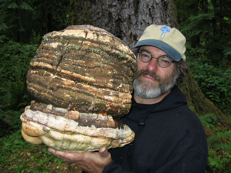 Les champignons peuvent-ils sauver le monde et réparer les dommages causés à notre planète 