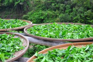 Histoire du thé : les fonctions médicinales du thé sous les dynasties Xia et Shang