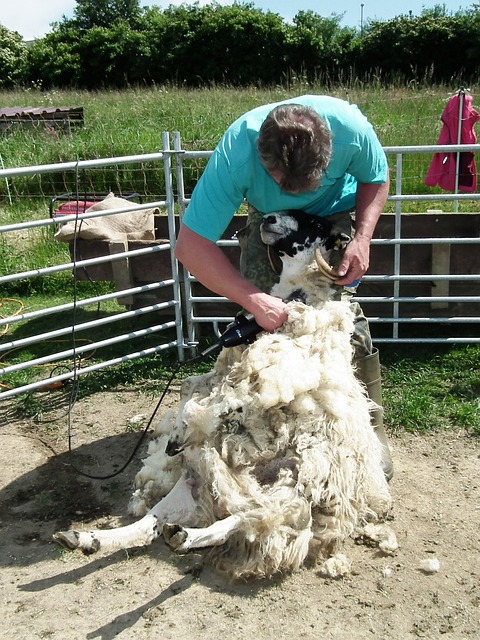 Poursuivant notre exploration des fibres naturelles, nous allons nous pencher sur un autre grand classique : la laine, c'est-à-dire les poils récoltés sur les animaux - principalement les moutons, mais aussi un nombre surprenant d'autres mammifères. La laine est une fibre de base depuis plusieurs milliers d'années.