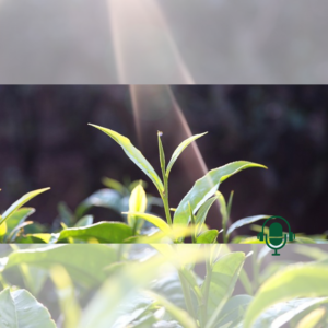 Tradition - L’histoire du thé : le thé sauva Shennong, empoisonné après avoir goûté à cent herbes (2/11)