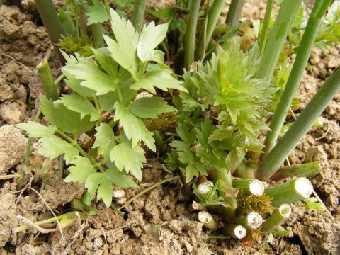 Six herbes inhabituelles pour embellir votre jardin et parfaire votre santé