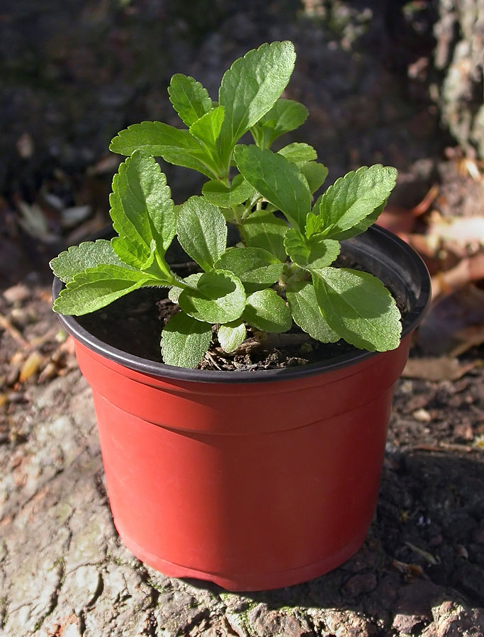 Six herbes inhabituelles pour embellir votre jardin et parfaire votre santé