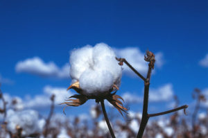 Le processus fascinant à l’origine de la beauté des fibres naturelles : le coton (3/4)