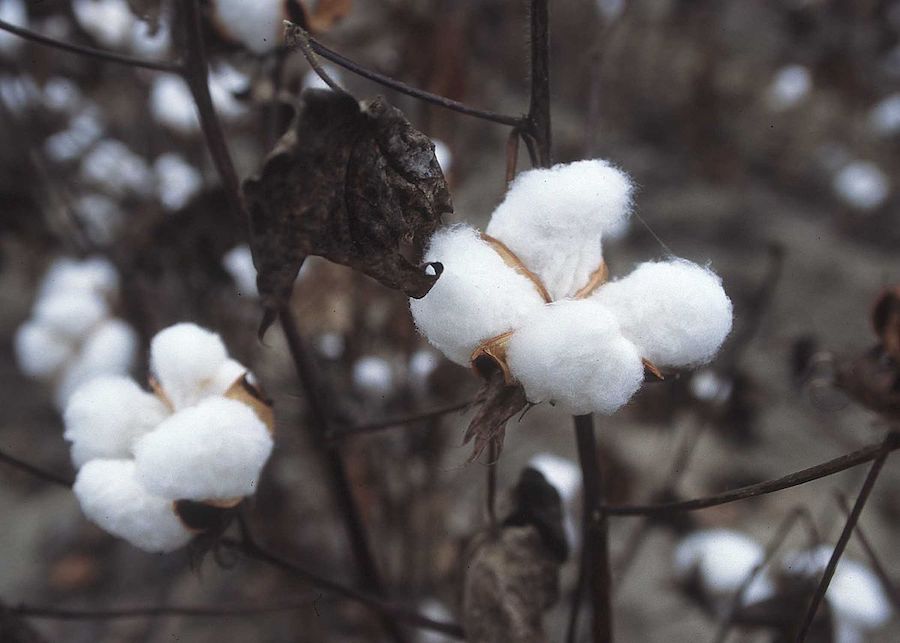 Le processus fascinant derrière la beauté des fibres naturelles : la soie 