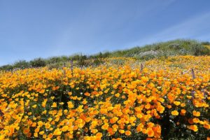 Californie : une floraison exceptionnelle de fleurs sauvages, ou superbloom, attire des milliers de visiteurs