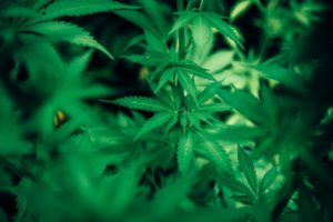 Le cannabis contenant du fentanyl est un problème croissant selon un médecin de l’État de Washington