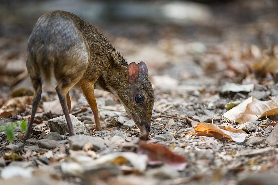 Clever Kanchil, le cerf-souris qui a captivé la Malaisie et l’Indonésie