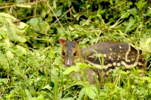 Clever Kanchil, le cerf-souris qui a captivé la Malaisie et l’Indonésie